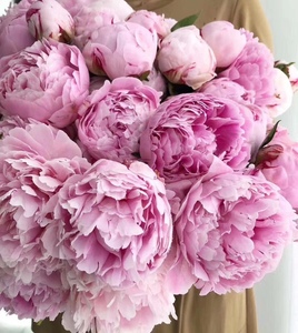 重瓣芍药鲜切花芍药花束进口牡丹花插花四川基地鲜花家庭花束