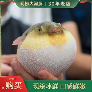 河豚巴鱼即食用刺身礼盒长江养殖橘黄