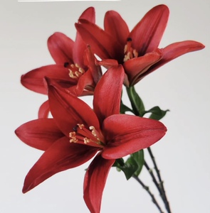 红宝石百合