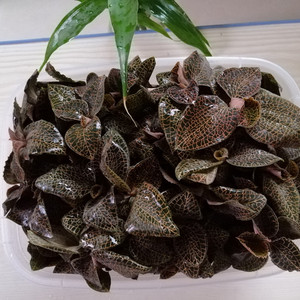 204人付款淘宝金线莲种苗福建南靖金线莲绿植观赏盆栽盆景原盆带土