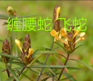 蛇缠腰 龙蛇盘 外用中药泡酒喷剂