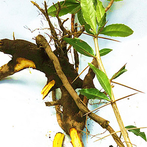 天然三颗针500g 中草药小柏刺 新鲜土黄连 刺黄连 苦黄连纯根包邮