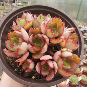 央金老桩群生多肉植物包邮阳台窗台美观一物一拍裸根肉肉绿植盆栽