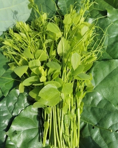 广西产地直销野生赤苍藤姑娘菜牛耳藤萎藤勾华侧苋龙须菜辣木菜