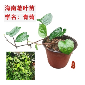海南荖叶苗 青槟榔捞叶苗 青蒟苗带盆栽好 并非假蒌蛤喽 顺丰包邮