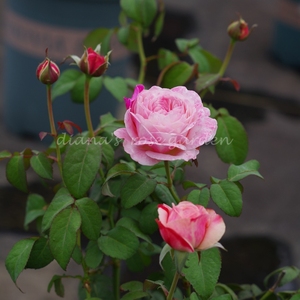 狄安娜的月季花园 灌木友禅系列 环(美空芽变) 勤花适合阳台