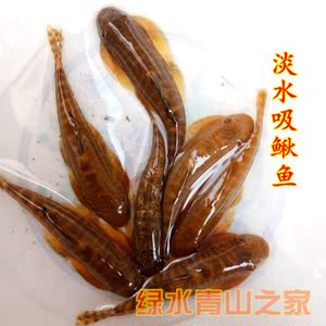 观赏原生吸鳅鱼\冷水淡水麦氏拟腹爬岩吸鳅\除藻工具清道夫小鱼