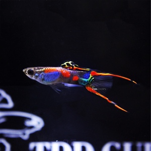 安格拉斯双剑精品孔雀鱼观赏鱼热带鱼凤尾鱼小型群游草缸纯种进口