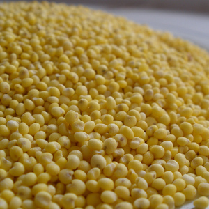 黍子米大黄米农家