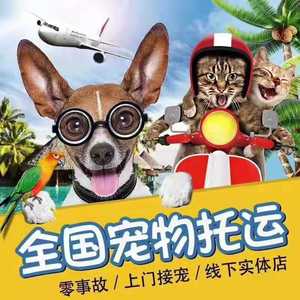 宠物托运服务全国猫咪运输狗狗专车邮寄宁波北京杭州上海国际空运