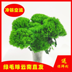 百忍堂商贸淘宝石竹花新鲜 石竹梅可食用鲜花 酒店