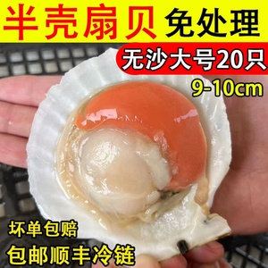 扇贝鲜活特大冷冻半壳无沙虾夷贝商用半成品粉丝蒜蓉烧烤海鲜食材