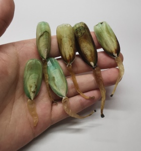 鸭嘴海豆芽 lingula anatina(一个,随机发)