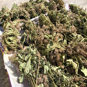 羊咩草纯野生狸尾草老家山上羊咩香草药干货羊咩草老苗靓货新鲜