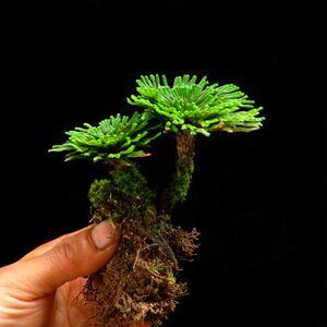 卷柏九死还魂草万年松苔藓微景观桌面绿植微型盆景盆栽蕨类防辐射