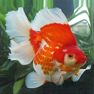观赏鱼活体金鱼宠物宽尾琉金长尾鎏金大尾碟尾鎏金鱼风水鱼招财鱼
