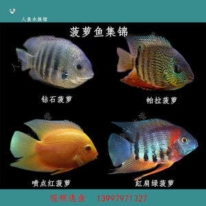 红肩绿菠萝鱼活体