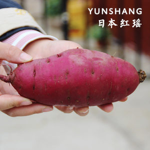yunshang 红瑶地瓜 日本原种引进 薯肉粉面香甜 板栗般的口感