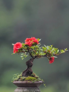 菊姬杜鹃.重瓣鸡血红杜鹃