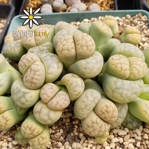 馨香园 生石花 c370a avocado cream 奶油绿花纹 20粒