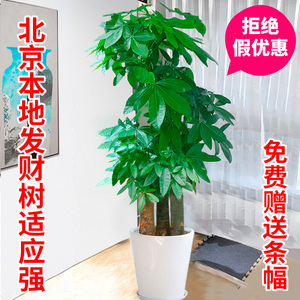 北京发财树办公室客厅绿植盆栽大型金钱树花卉植物室内花同城配送