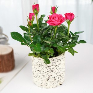 月季花盆栽办公室