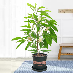 白兰花盆栽室内净化空气