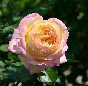 蝴蝶夫人/骄兰光子mitsouko 月季 小苗 (灌木 浓香 耐寒)丰花