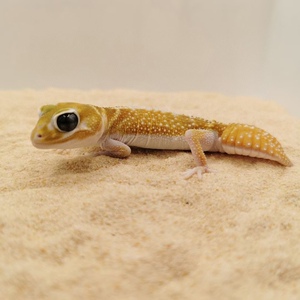 蜥蜴宠物活物小型好养西澳细皮瘤尾守宫睫角豹纹肥尾盖勾亚幼体活