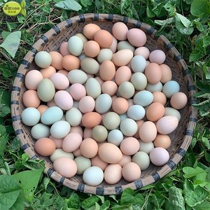 湖北农家果园散养吃虫子走地鸡土鸡蛋草窝防震包装新鲜土鸡蛋