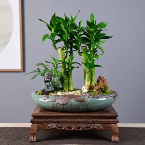 富贵竹客厅大盆栽土培转运绿植办公室内桌面好养盆景四季常青摆件