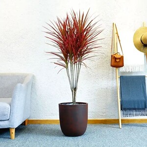 千年木绿植七彩铁盆栽植物大型三色五彩造型马尾铁办公室内除甲醛