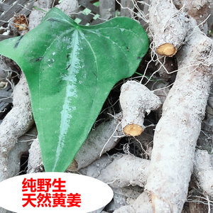纯野生火头根新鲜黄姜新鲜火头根火藤盾叶薯清凉霜神经专科印刷精