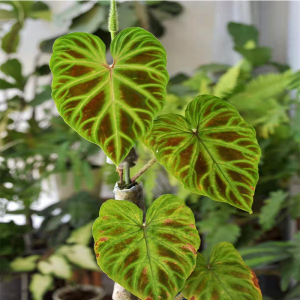 荷兰荧光蔓绿绒天南星科树蛙爬宠生态造景雨林缸南美热植绿植好养