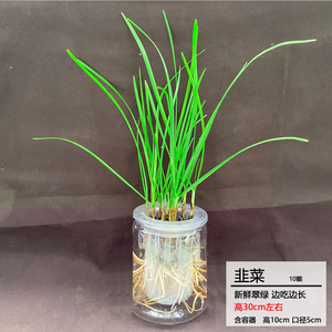 幼儿园观察植物生长水培韭菜根盆栽记录儿童植物角笔记无土栽培