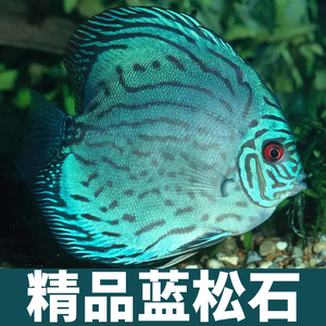 七彩神仙鱼满堂彩精品蓝松石淡水鱼热带鱼造景路损包赔活体观赏鱼
