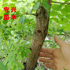 刺老芽树苗刺嫩芽苗野生品种刺儿包树刺老芽苗8年大苗东北山野菜