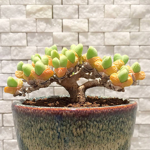 多肉秋琴玉番杏科多肉植物藻玲玉属多头群生