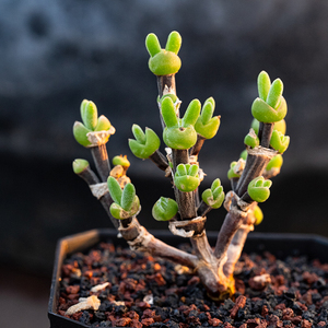 枝干兔子 dicrocaulon ramulosum 多肉植物一物一拍 枝干番杏糖球