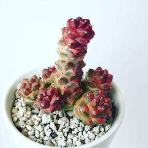 将军阁锦 翡翠阁锦 大戟科多肉植物 奇趣 防辐射仙人球小盆栽