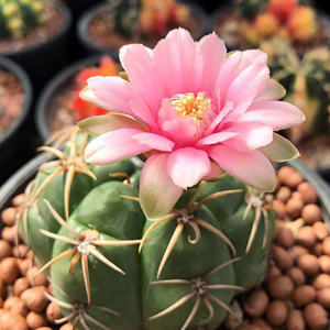 海王实生gymnocalyciumdenudatum趴刺伏刺裸萼球属开花仙人球多肉