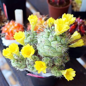 帝王丸 ortegocactus macdougallii 仙人球多肉植物一物一拍实生