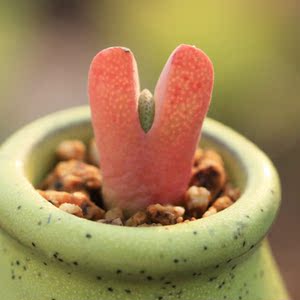 多肉c-多肉植物 大棚直销 番杏科 虾钳花属 丽玉 三年生