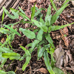 深山正品凤尾芼天然凤尾草新鲜井口边草中药山鸡尾500g井栏草包邮