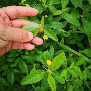 千斤坠-淘宝拼多多热销千斤坠货源拿货 - 阿里巴巴货源