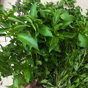 潮汕九层塔新鲜金不换农家罗中草药材臭苏香菜仔500一鱼生菜包邮