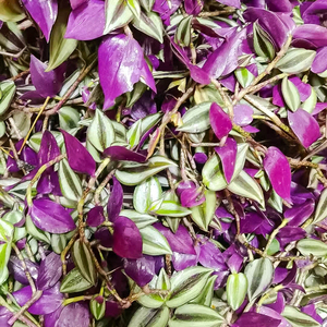 正品中草药吊竹梅新鲜纯天然红竹 吊竹兰斑叶鸭跖草红莲现采包邮