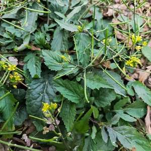 新鲜现采纯天然葛菜 中药材潮汕假菜仔塘葛菜江剪刀草香荠菜500克