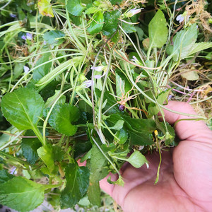 深山七星莲潮汕人参草 中草药材新鲜茶匙黄现挖包邮500克干品另售