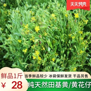 深山纯天然新鲜田基黄 潮汕中草药黄花仔新鲜黄金草500克干品另售